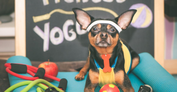 Fitness mit Hund-Yogadog
