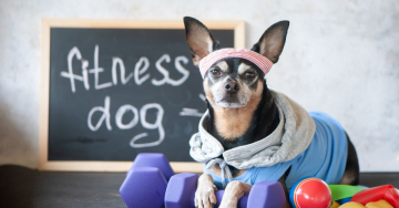 Fitness mit Hund-Fitnessdog